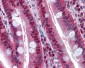 LTA4H / LTA4 Antibody
